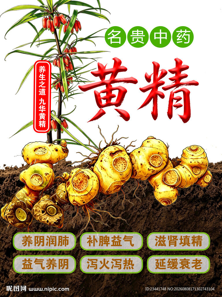 滇黄精  