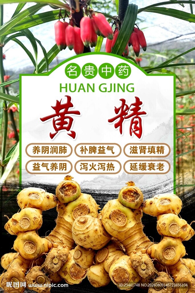  滇黄精 