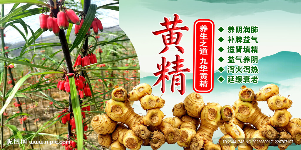 中药黄精 