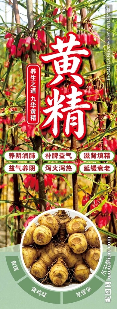 黄精