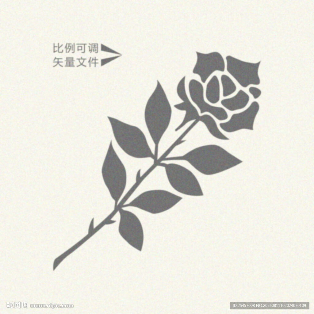 玫瑰插画 