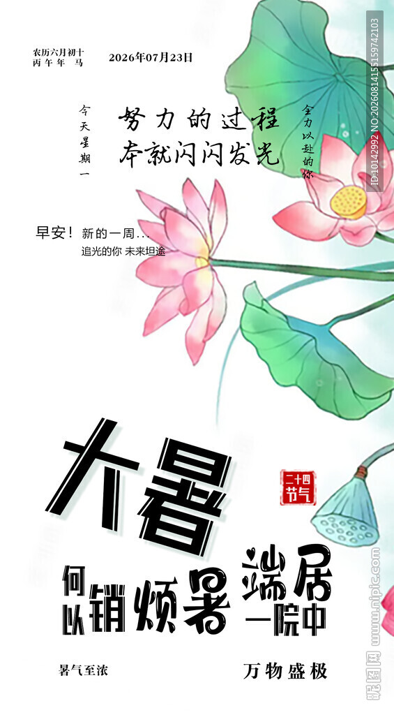 大暑时节荷花绽放景象