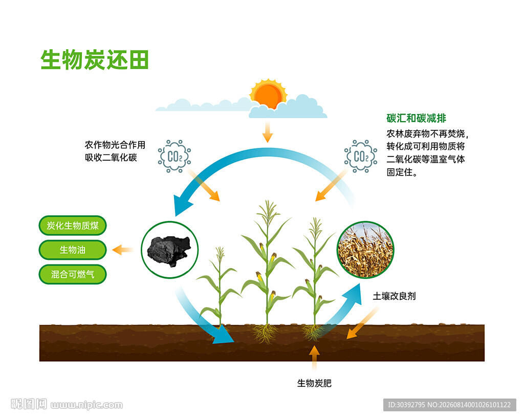 生物炭改善植物生长过程