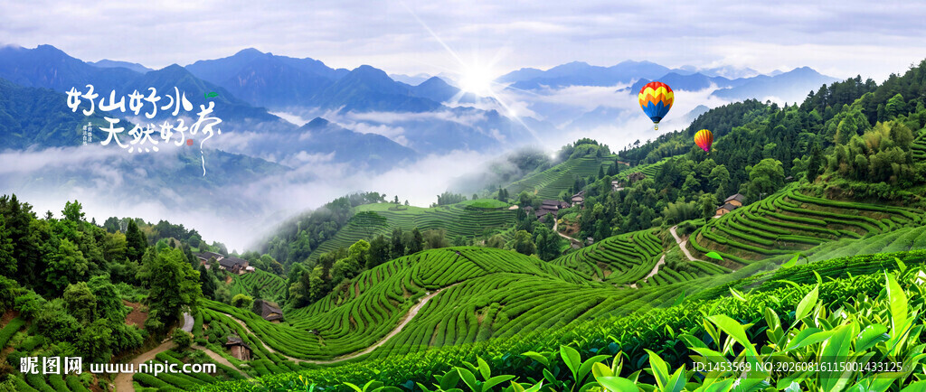 茶园 