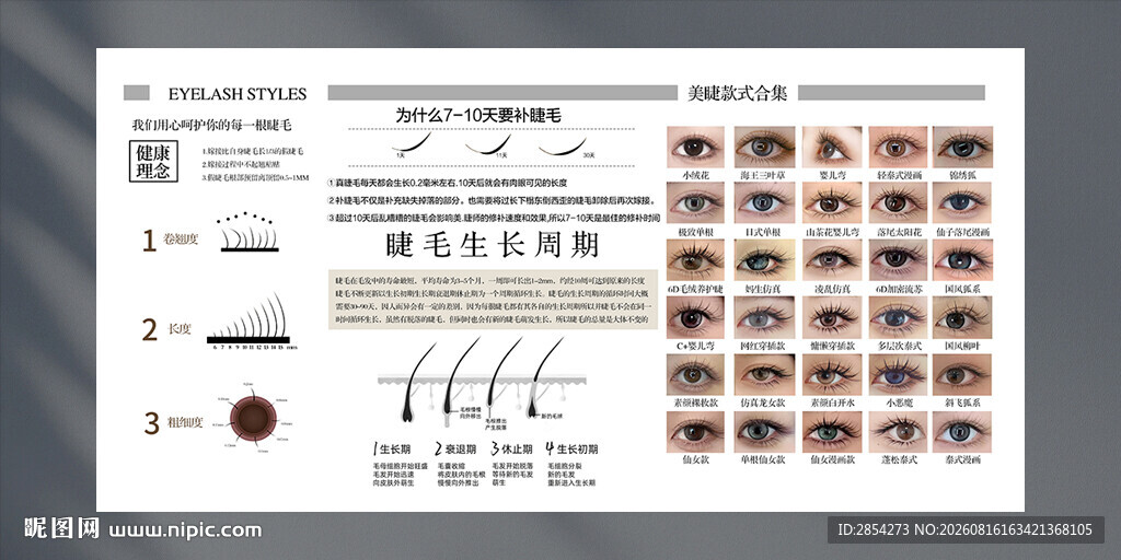 睫毛生长周期