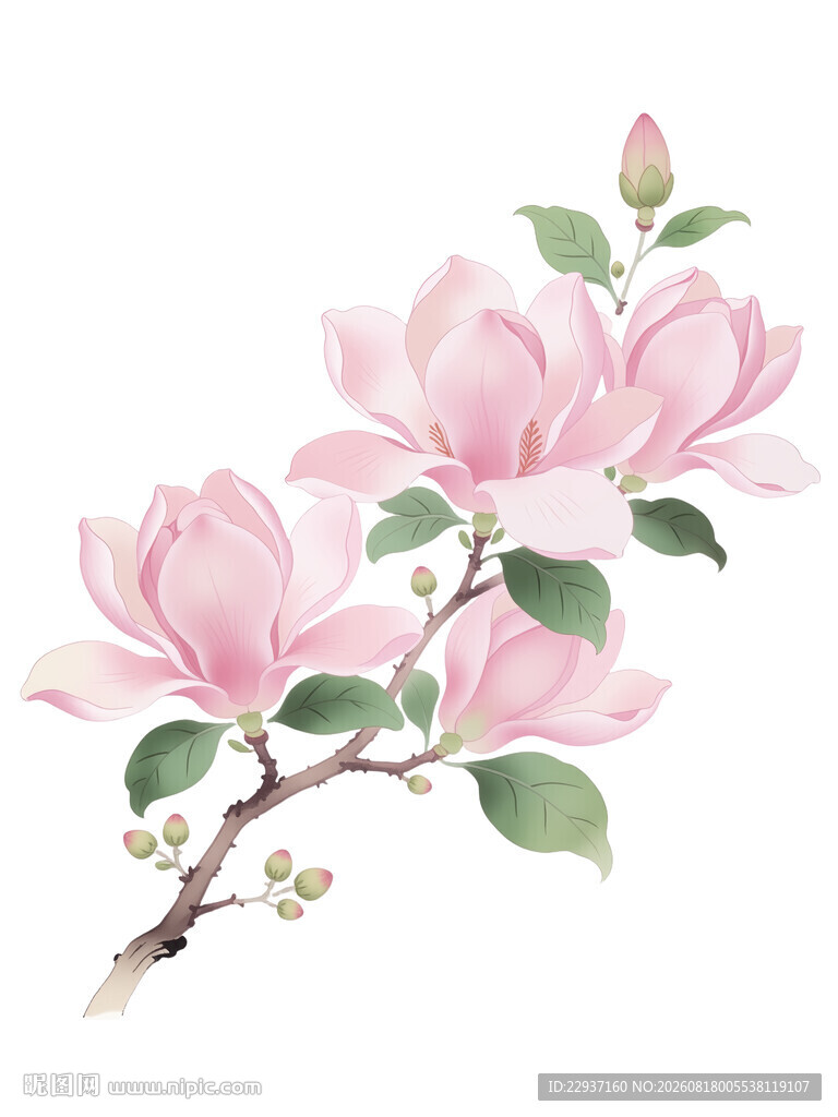 粉色玉兰花枝插画