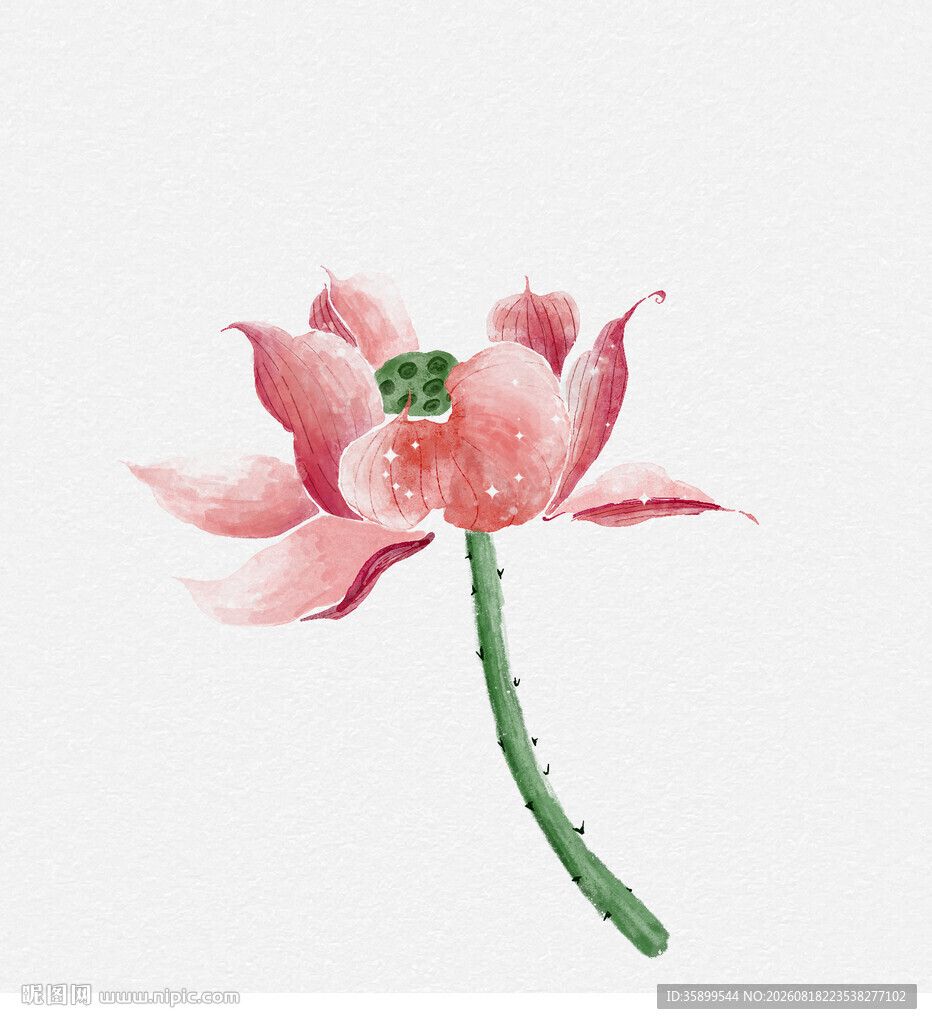 手绘插画粉色荷花图