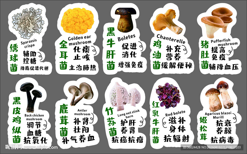 常见菌类展示图