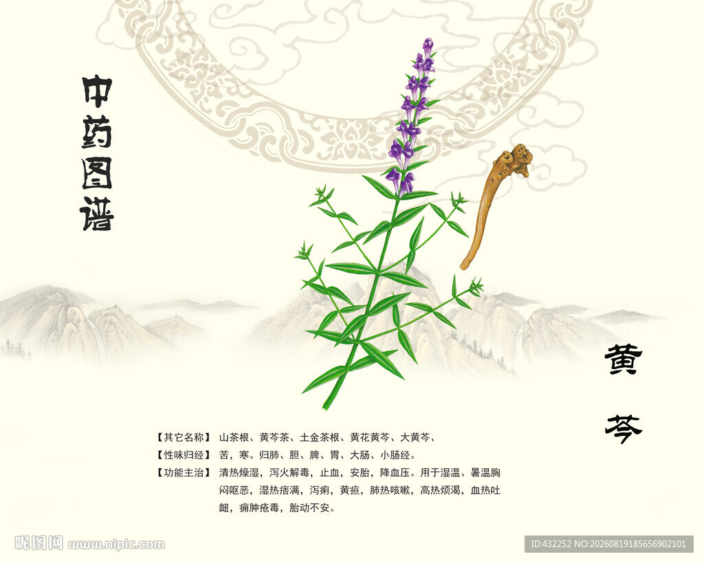黄芩中药黄岑