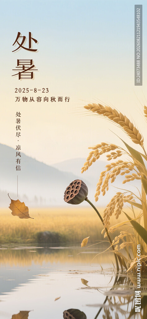 处暑时节湖畔麦穗美景
