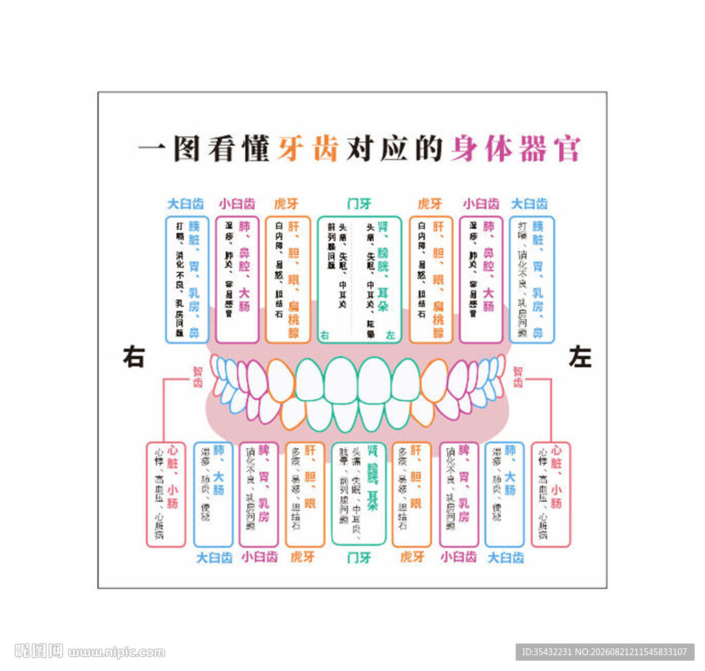 牙齿对应身体器官示意图