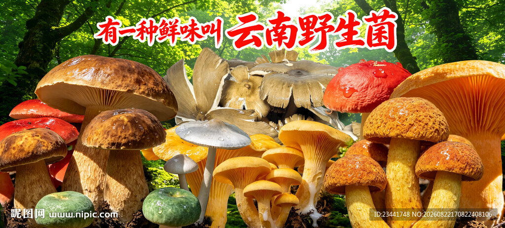 野生菌广告  
