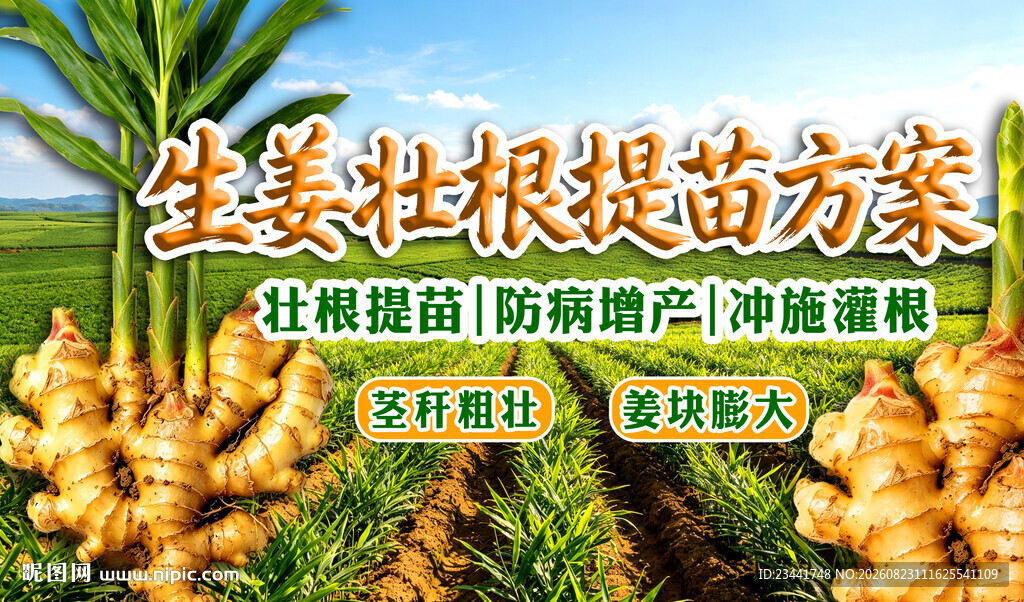 生姜种植基地