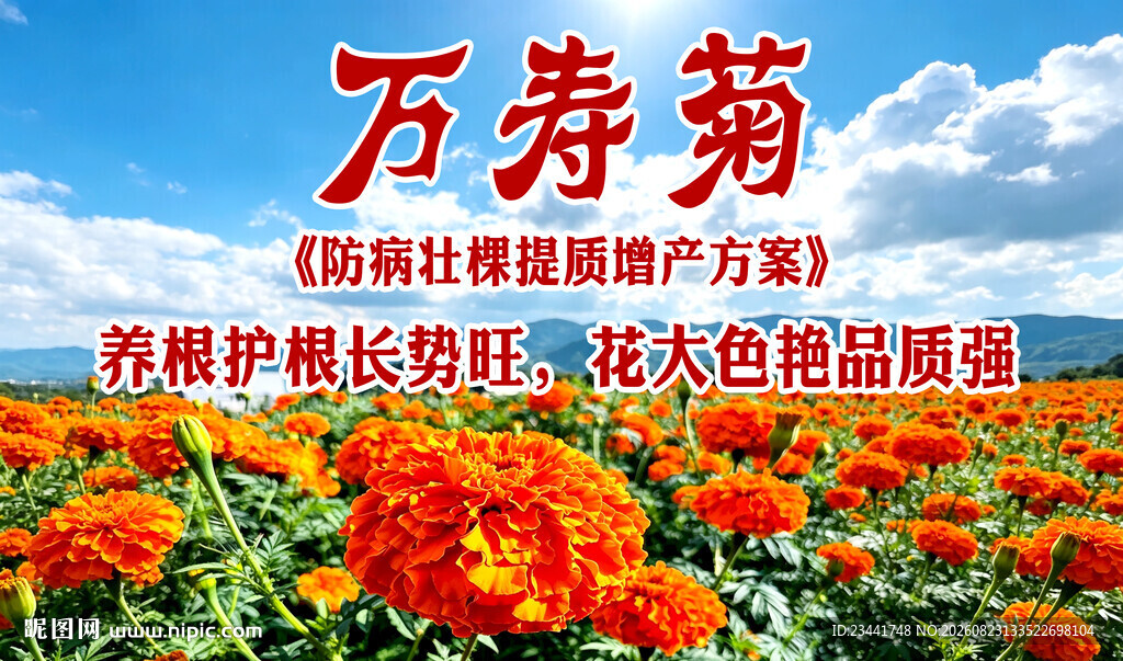 万寿菊