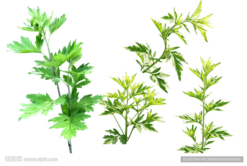 艾草 艾蒿透明素材图植物组合