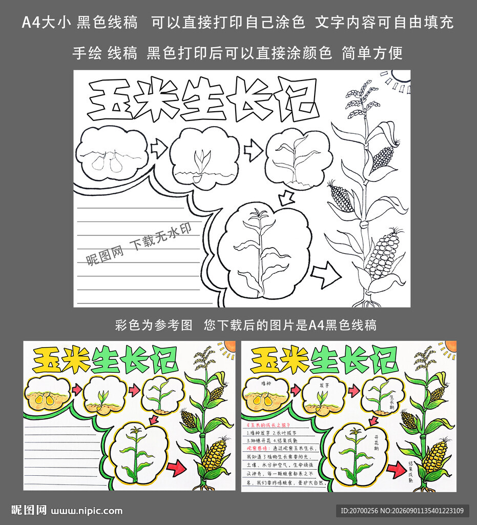 玉米生长过程观察日记a4大小