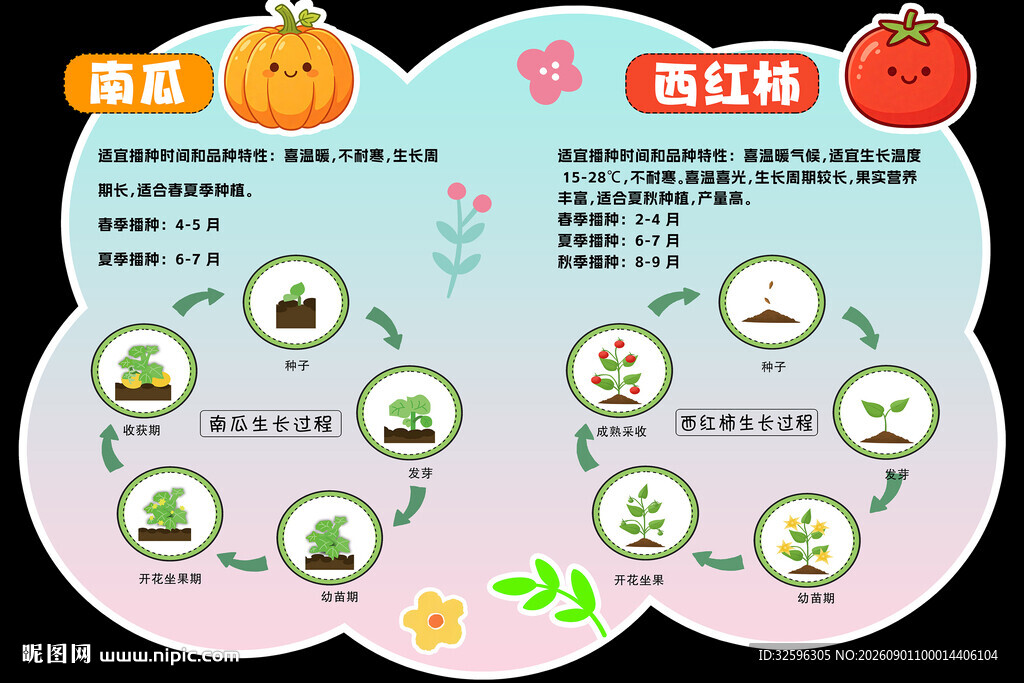 番茄种植生长周期示意图