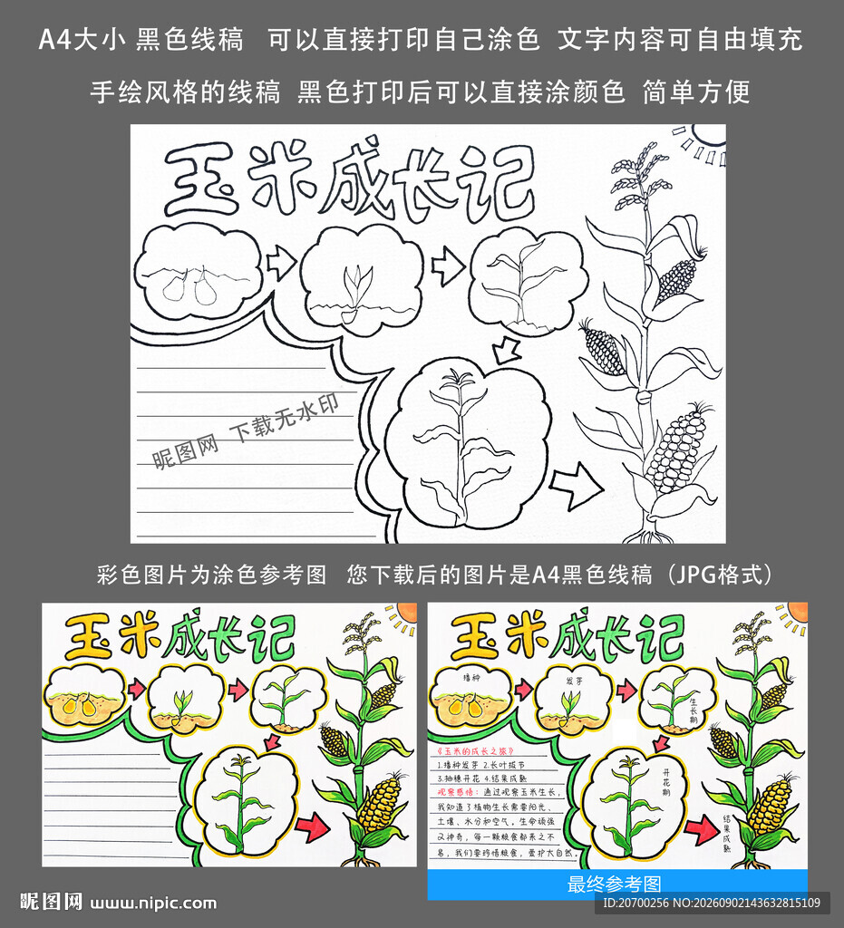玉米成长观察日记手抄报模板A4
