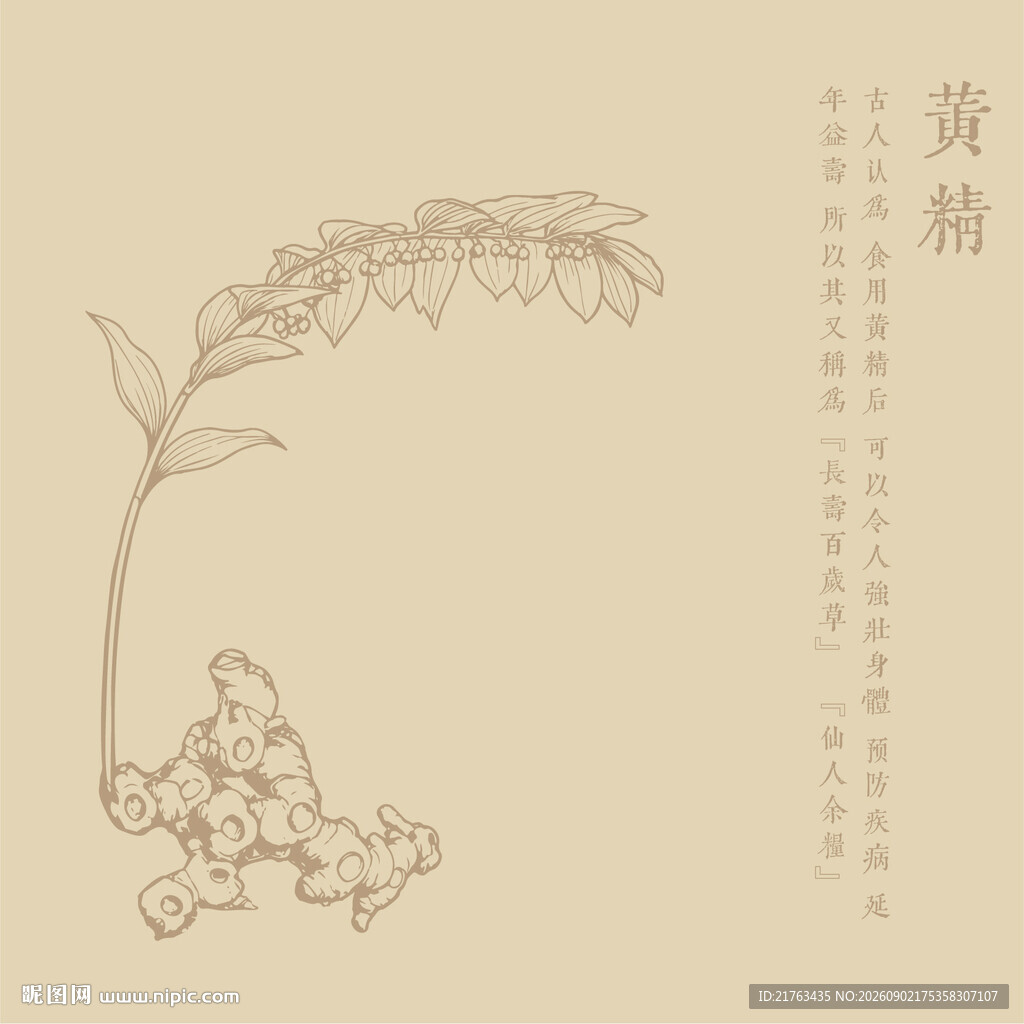 黄精插画