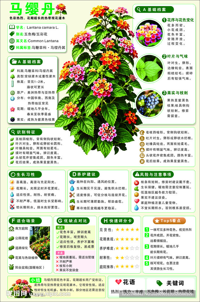 马缨丹植物介绍