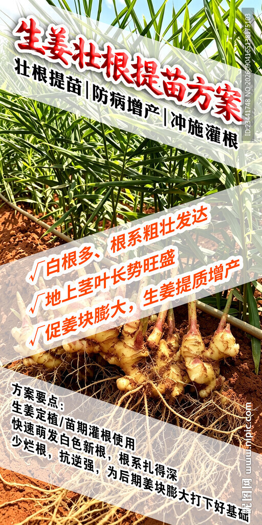 生姜