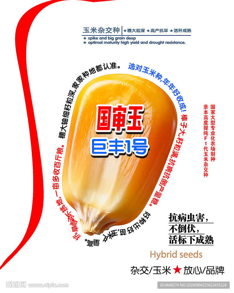 玉米种子