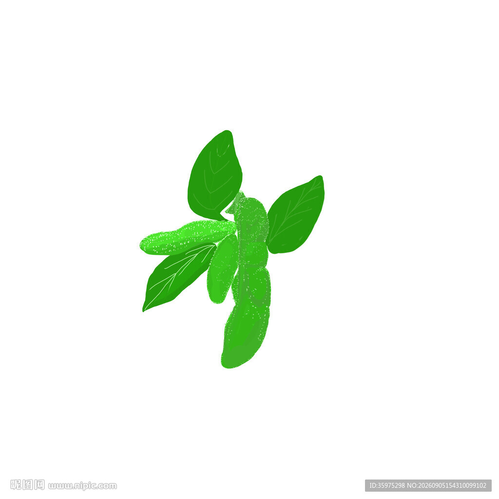 毛豆