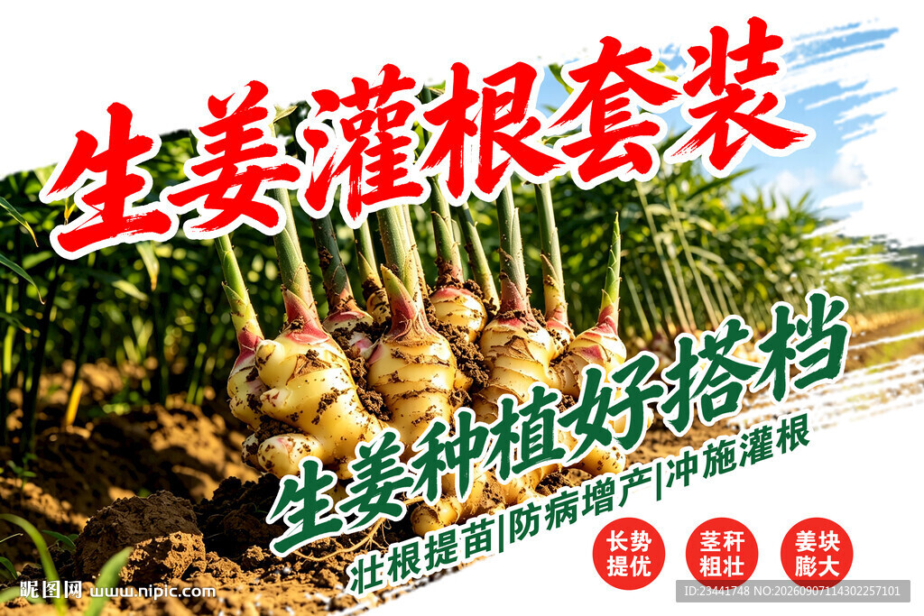 生姜