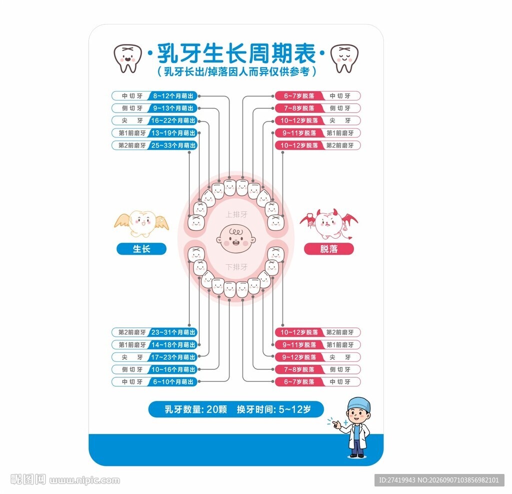 乳牙生长顺序图