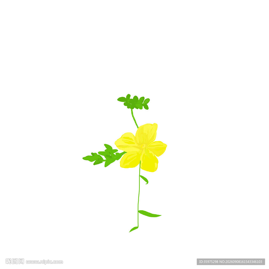 黄色小花插画