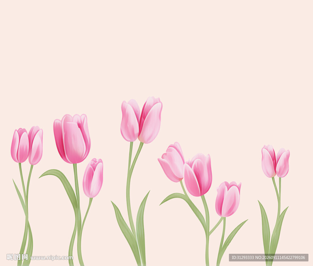 粉色郁金香花卉插画