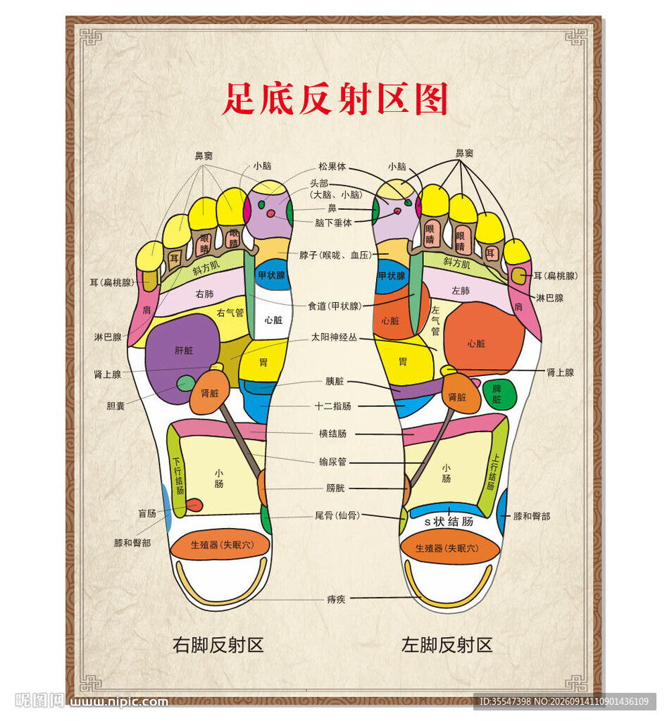 足部反射区图