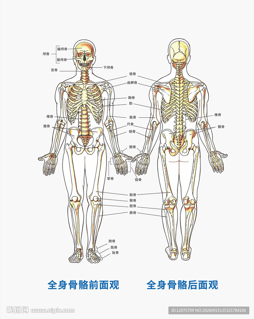 人物骨胳