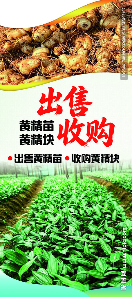  黄精 