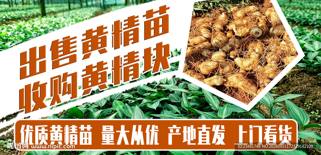  黄精苗