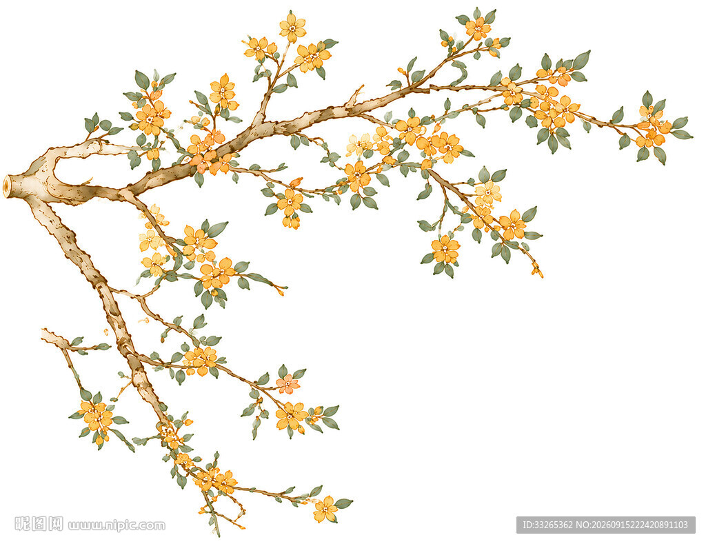 金黄花枝插画
