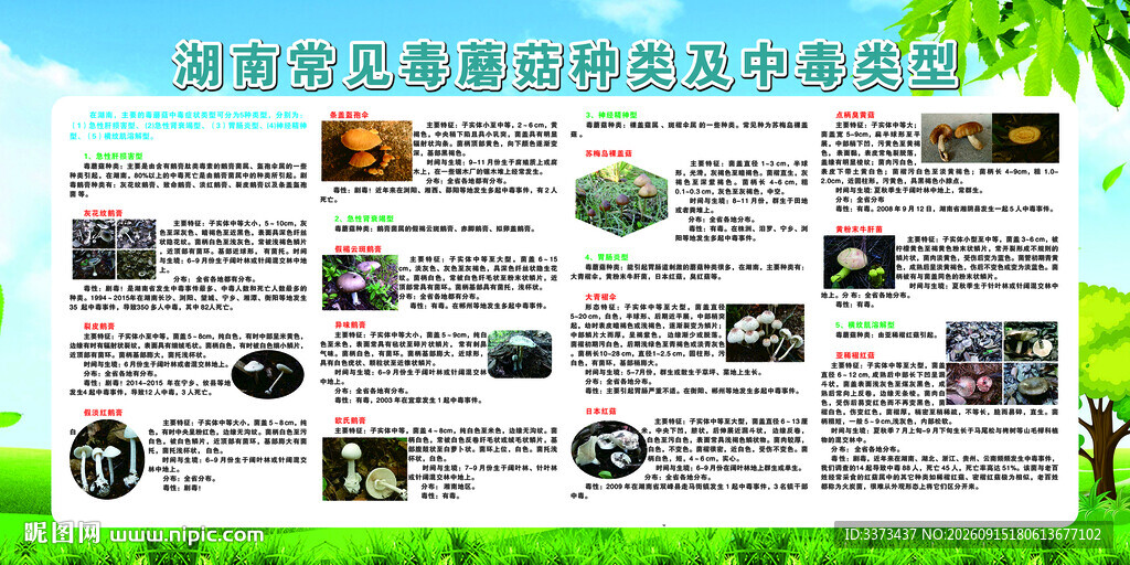 湖南常见毒蘑菇种类及中毒类型