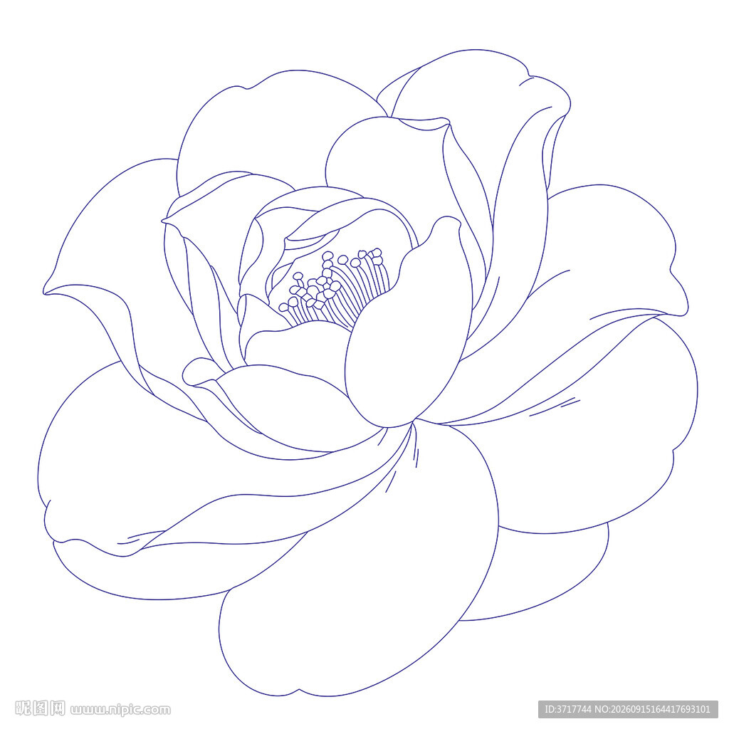 山茶花线条勾勒的优雅线稿矢量图