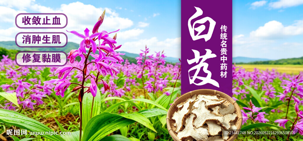 白芨