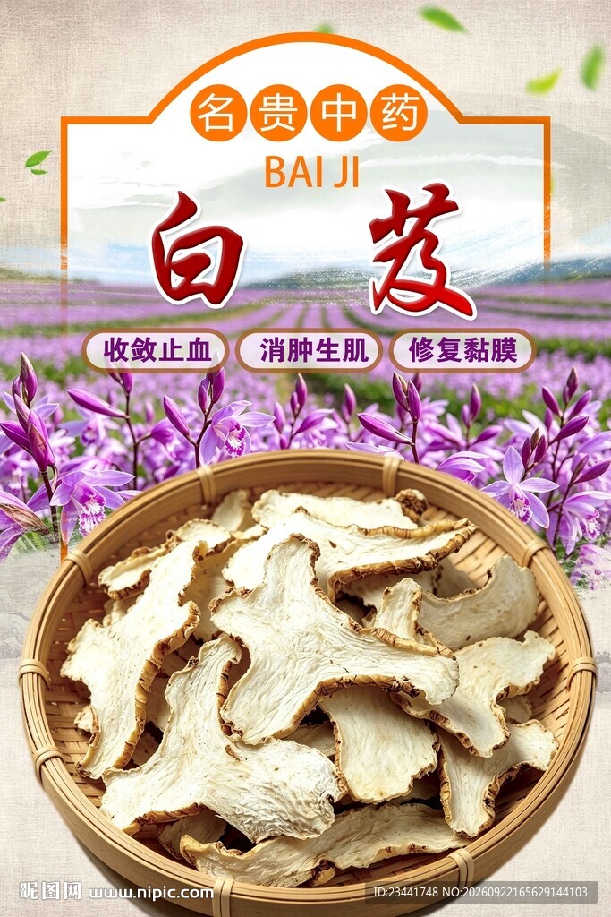 白芨  