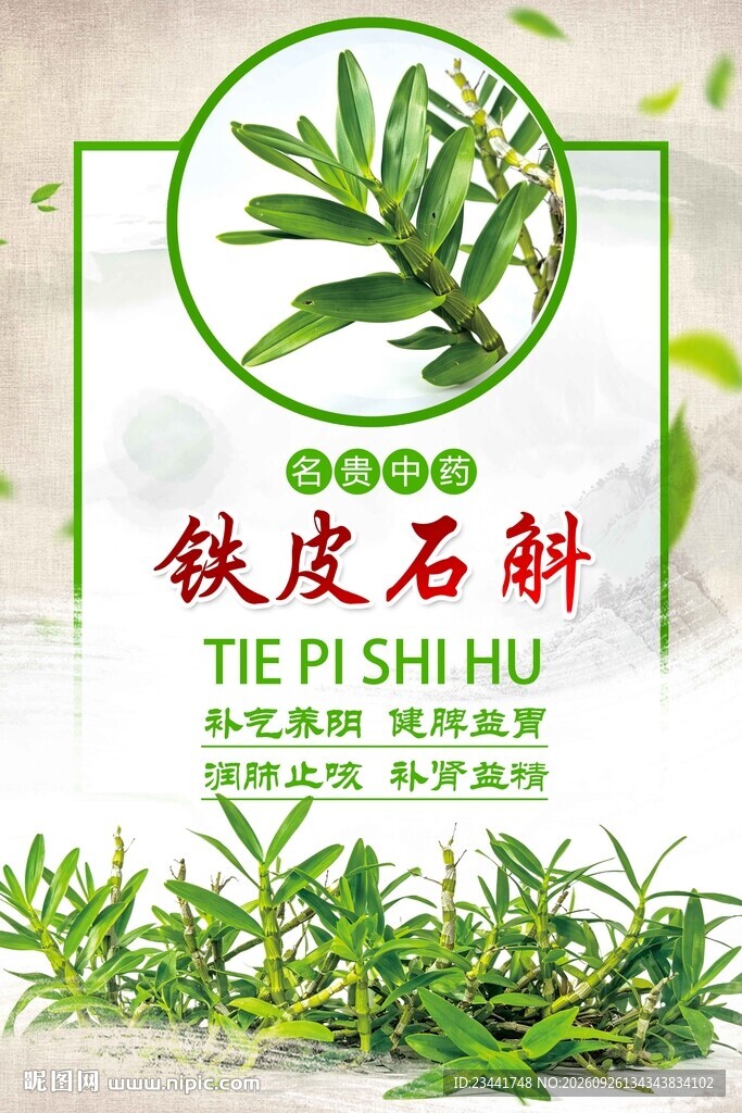 铁皮石斛