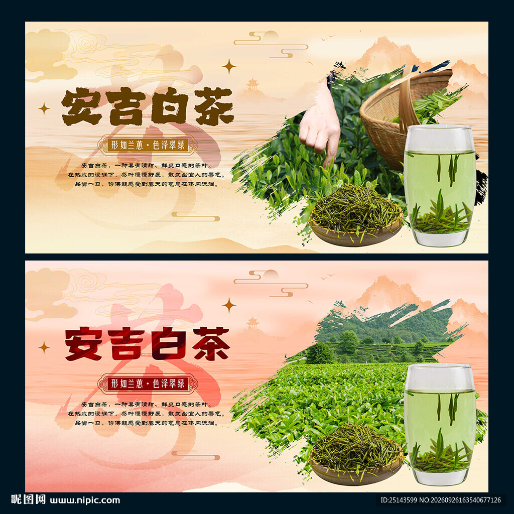 安吉白茶