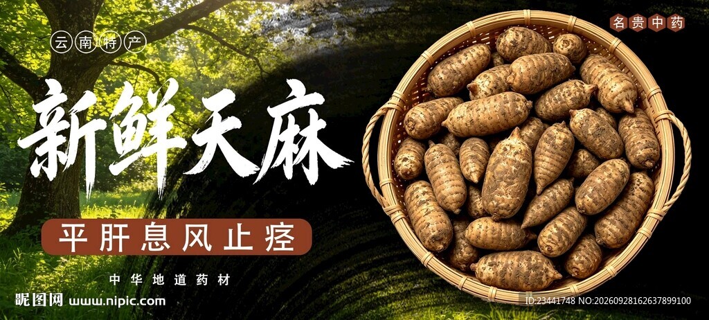 新鲜天麻