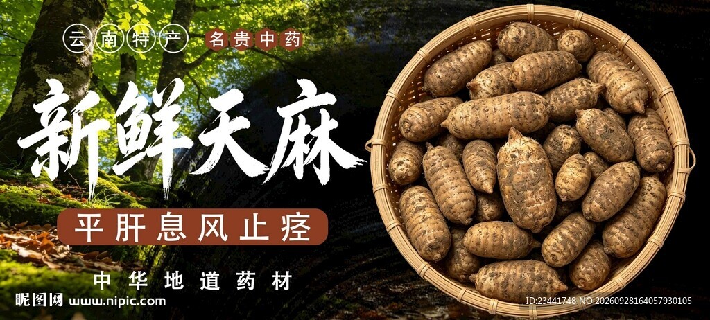 新鲜天麻 