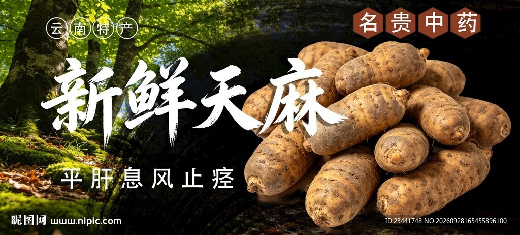 天麻  