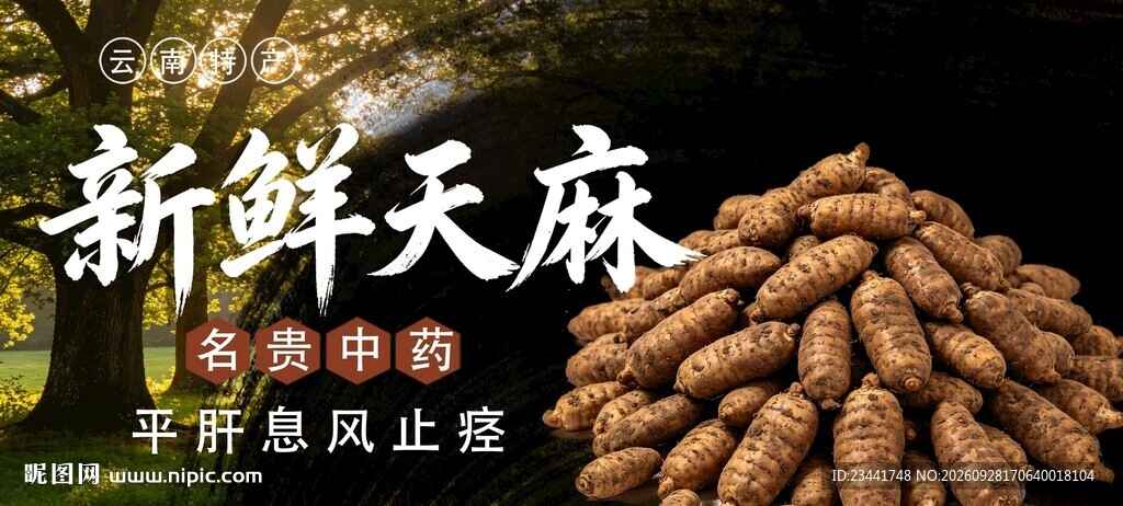 天麻 