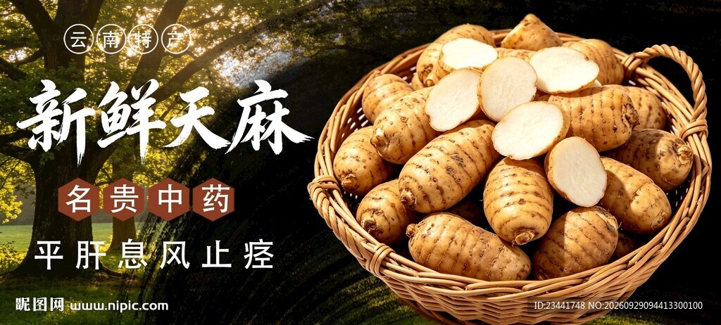 天麻 