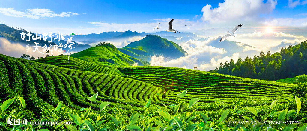 茶山茶园