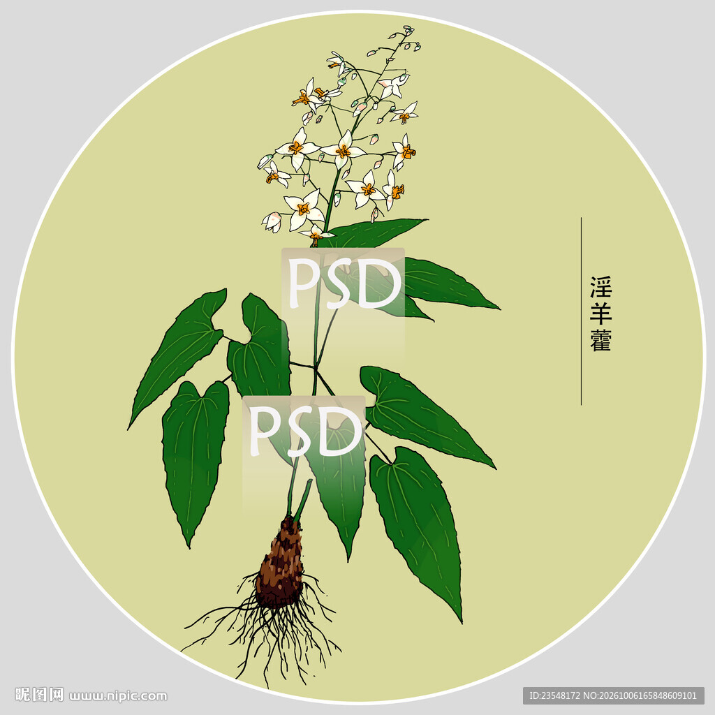 淫羊藿包装手绘装饰画