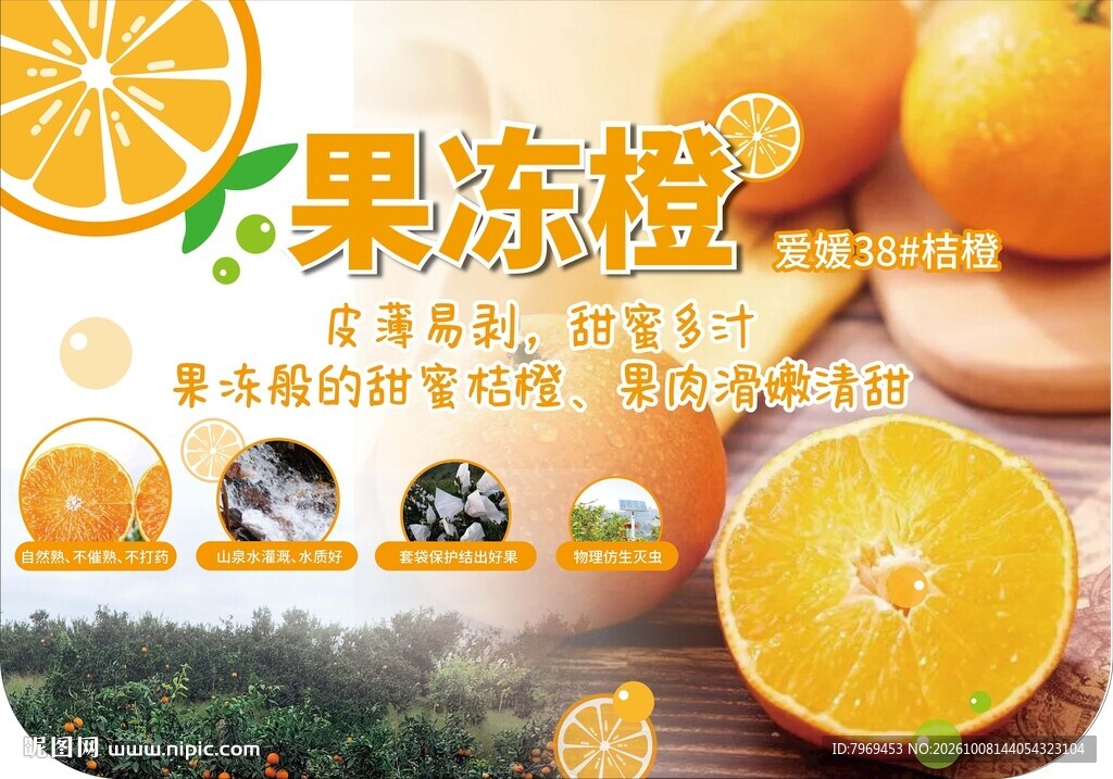 爱媛橙